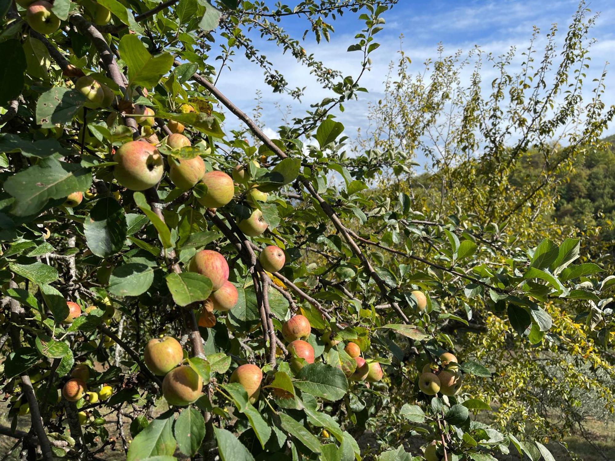 Bio Agriturismo Il Vigno Caprese Michelangelo Bagian luar foto