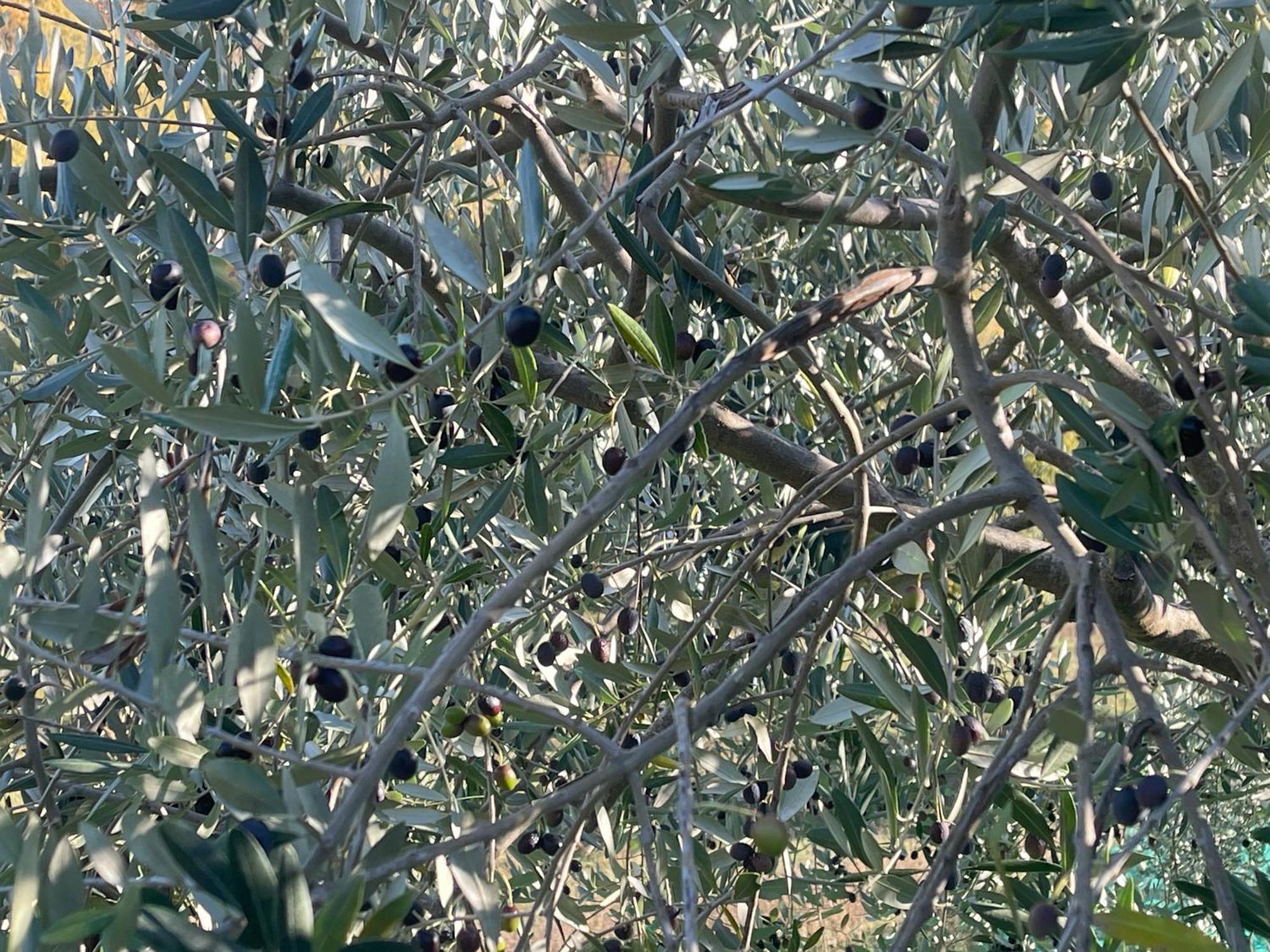 Bio Agriturismo Il Vigno Caprese Michelangelo Bagian luar foto